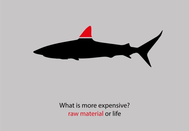 raw material – shark
